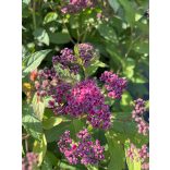 Spiraea japonica 'Anthony Waterer' – Spirée japonaise 'Anthony Waterer'