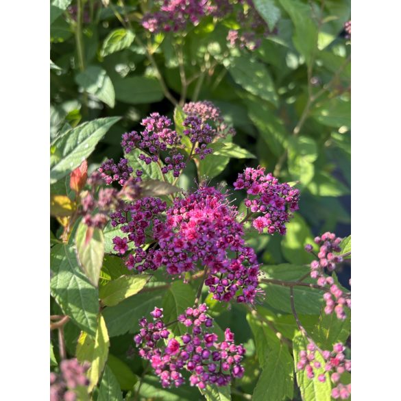 Spiraea japonica 'Anthony Waterer' – Spirée japonaise 'Anthony Waterer'