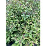 Spiraea japonica 'Anthony Waterer' – Spirée japonaise 'Anthony Waterer'