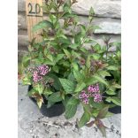 Spiraea japonica 'Anthony Waterer' – Spirée japonaise 'Anthony Waterer'