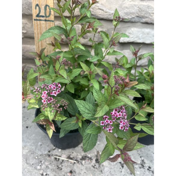 Spiraea japonica 'Anthony Waterer' – Spirée japonaise 'Anthony Waterer'