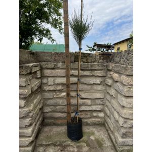 Törzses Tamariska – Tamarix tetranda - Méret: 80