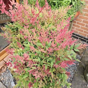 Nandina domestica - Japanese sacred bamboo