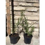 Jasminum nudiflorum - Зимен жасмин