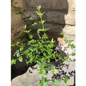 Jasminum nudiflorum – Jacinth d'hiver