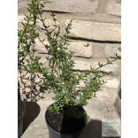 Jasminum nudiflorum - Зимен жасмин