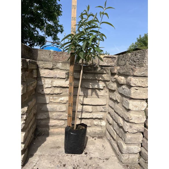 Buddleia davidii – Buddleia à fleurs blanches