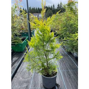 Cupressocyparis leylandii 'Castlewellan Gold' - Sárga színű leyland ciprus