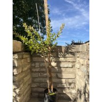   Törzses Bangitalevelű Hólyagvessző – Physocarpus opulifolius - Méret: 80