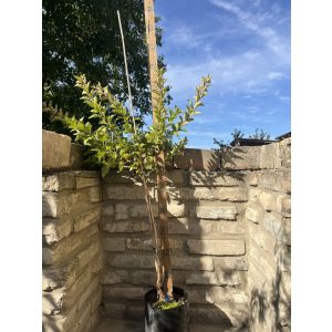 Törzses Bangitalevelű Hólyagvessző – Physocarpus opulifolius - Méret: 80