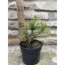 Pinus wallichiana - Selyemfenyő - Méret: 10/20