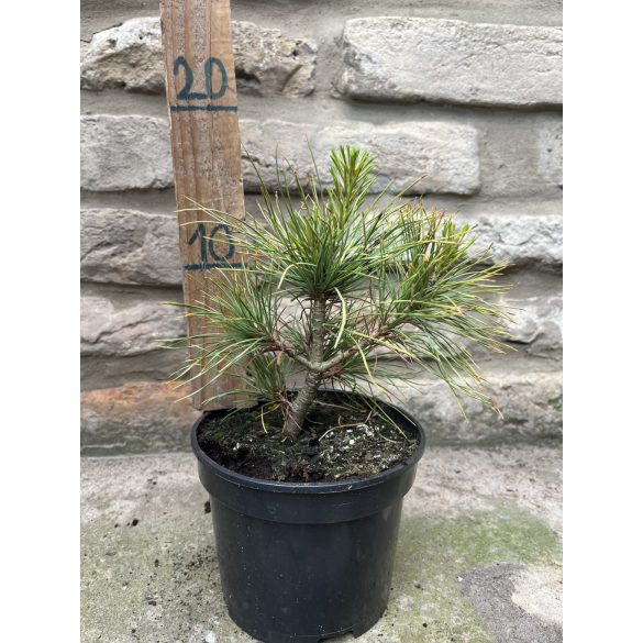 Pinus wallichiana - Pin de l'Himalaya