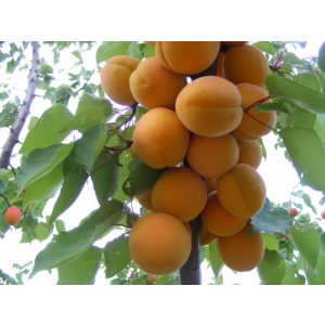 Prunus armeniaca 'Bergeron' – Abricotier 'Bergeron'