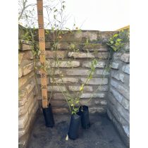   Boglárkacserje – KERRIA JAPONICA 'PLENIFLORA' - Méret: 40/60