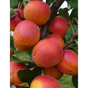 Prunus armeniaca 'Orange Red' – Abricotier 'Orange Red'