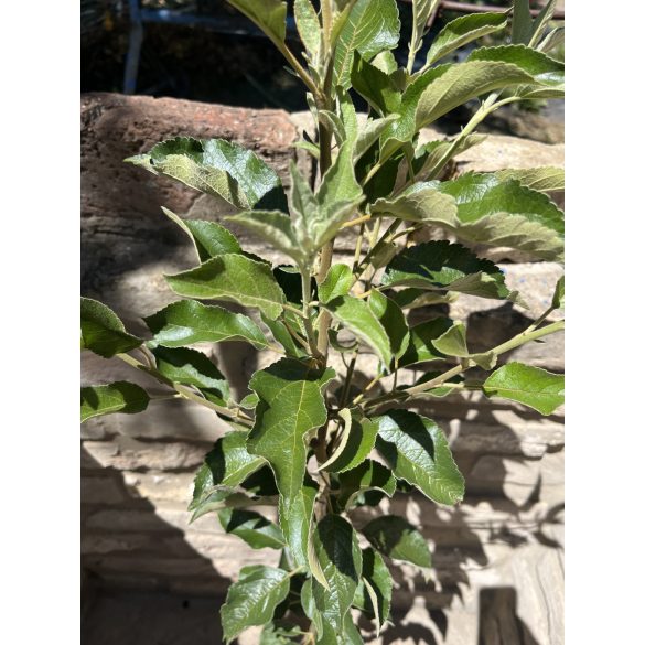 Téli alma – Idared – Malus - konténeres - Méret: 120/150
