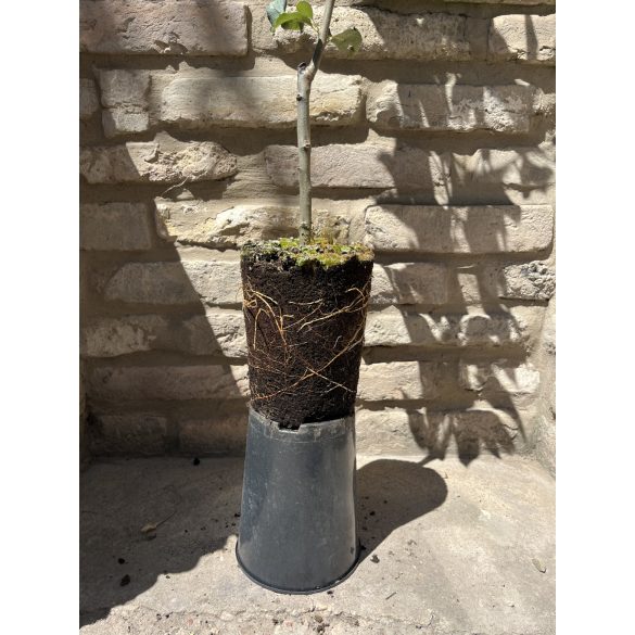 Téli alma – Idared – Malus - konténeres - Méret: 120/150