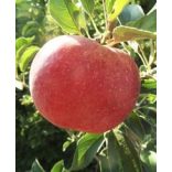 Téli alma – Idared – Malus - konténeres - Méret: 120/150