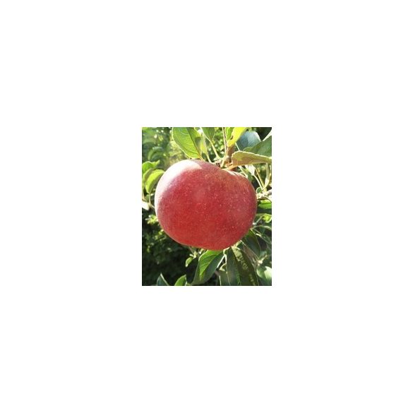 Téli alma – Idared – Malus - konténeres - Méret: 120/150