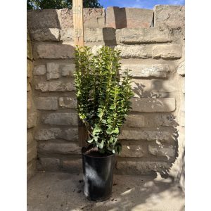 Hedera Helix “Erecta”