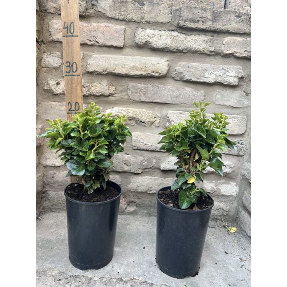 Hedera helix „Erecta” – Oszlopos borostyán - Méret: 20/30