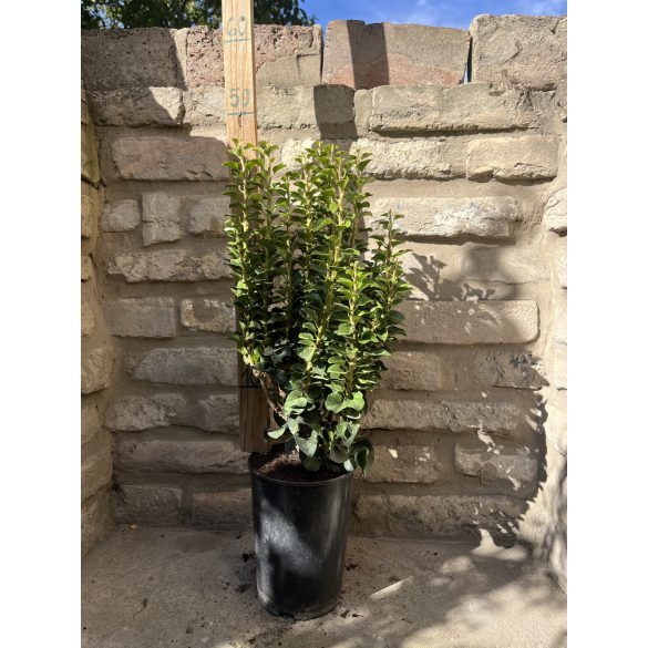 Hedera Helix “Erecta”