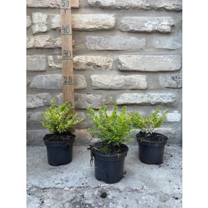 Lonicera nitida Lemon Beauty – Sárga tarka levelű mirtuszlonc