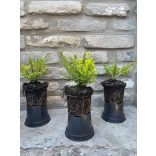 Lonicera nitida Lemon Beauty – Sárga tarka levelű mirtuszlonc