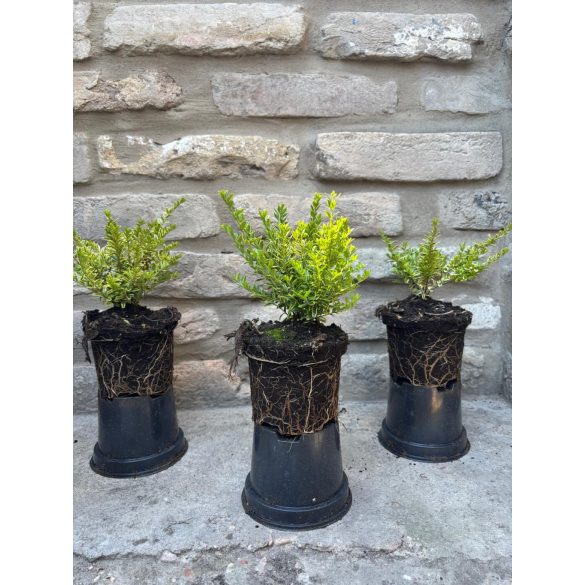 Lonicera nitida Lemon Beauty – Sárga tarka levelű mirtuszlonc