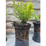 Lonicera nitida Lemon Beauty – Sárga tarka levelű mirtuszlonc