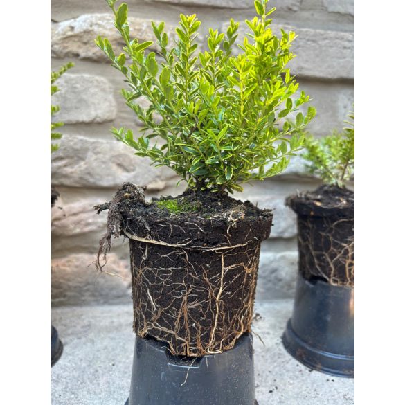 Lonicera nitida Lemon Beauty – Sárga tarka levelű mirtuszlonc