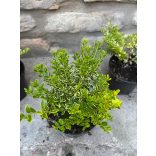 Lonicera nitida Lemon Beauty – Sárga tarka levelű mirtuszlonc