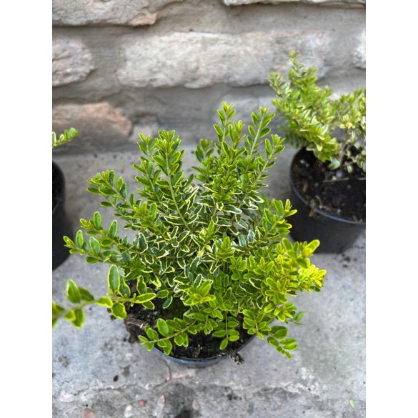 Lonicera nitida Lemon Beauty – Sárga tarka levelű mirtuszlonc