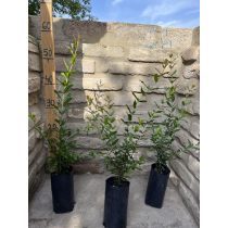 Díszgránátalma – Punica Granatum