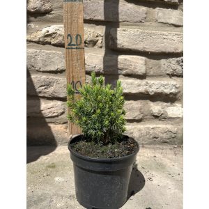 Picea glauca 'Conica' - Cukorsüvegfenyő - Méret: 10/20