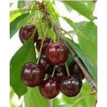 Cseresznye – Katalin – Prunus subg. Cerasus