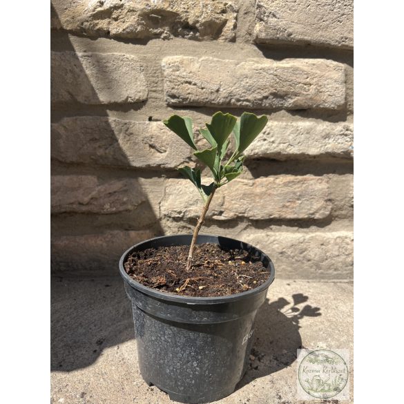 Ginkgo biloba 'Beijing Gold' - páfrányfenyő