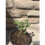 Ginkgo biloba 'Beijing Gold' - páfrányfenyő