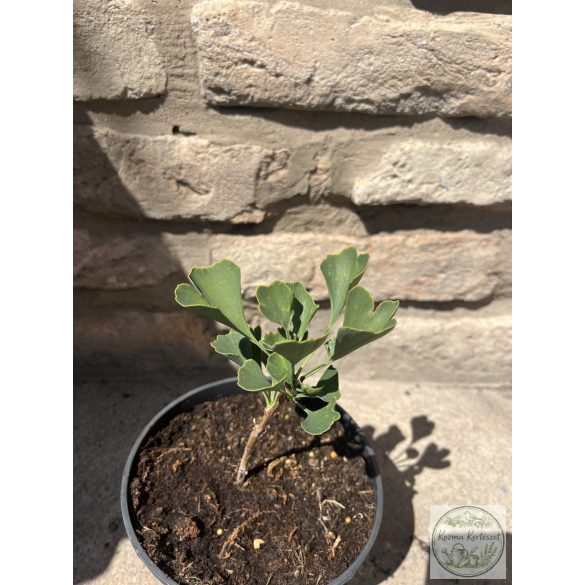 Ginkgo biloba 'Beijing Gold' - páfrányfenyő