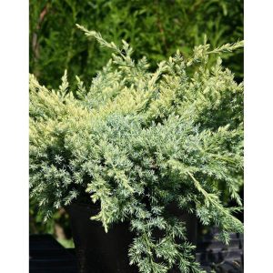 Juniperus squamata 'Holger' - Himalájai törpeboróka