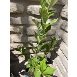 Cerisier à grappes – Prunus padus – cerisier des oiseaux, cerisier de mai, cerisier aux yeux de poule