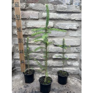 Lucfenyő – Picea - Méret: 20/40