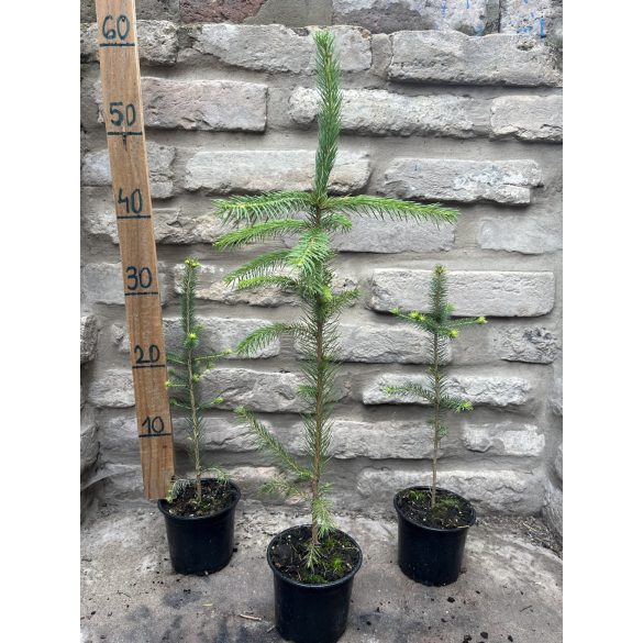 Picea – Épicéa