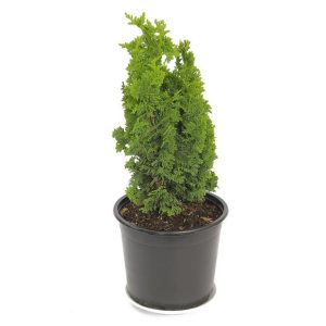 Thuja occidentalis 'Spiralis Mini'
