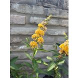 Nyáriorgona - Buddleja weyeriana 'Sungold' - Méret: 20/40