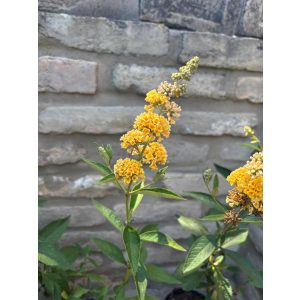 Nyáriorgona - Buddleja weyeriana 'Sungold' - Méret: 20/40