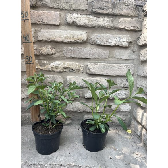 Buddleja weyeriana 'Sungold' – Buddleia weyeriana 'Sungold'