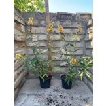 Nyáriorgona - Buddleja weyeriana 'Sungold' - Méret: 20/40