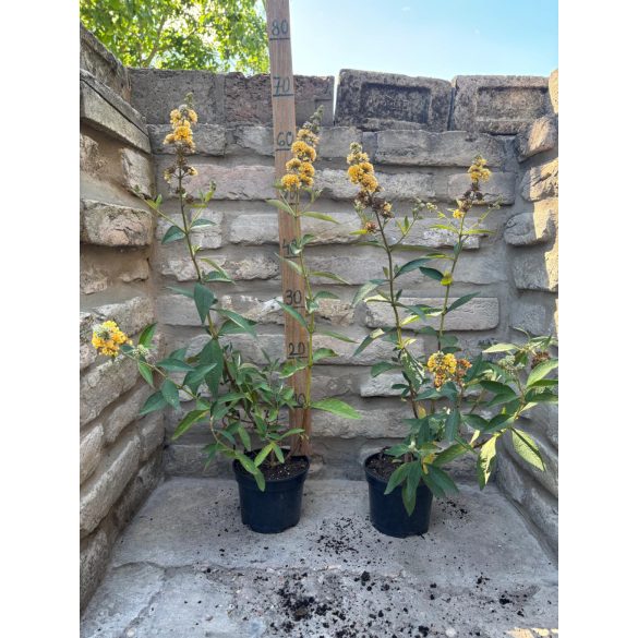 Nyáriorgona - Buddleja weyeriana 'Sungold' - Méret: 20/40