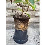 Nyáriorgona - Buddleja weyeriana 'Sungold' - Méret: 20/40